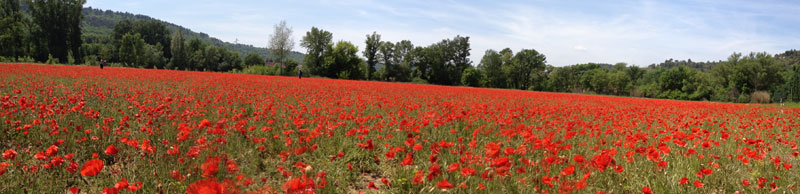 Coquelicots